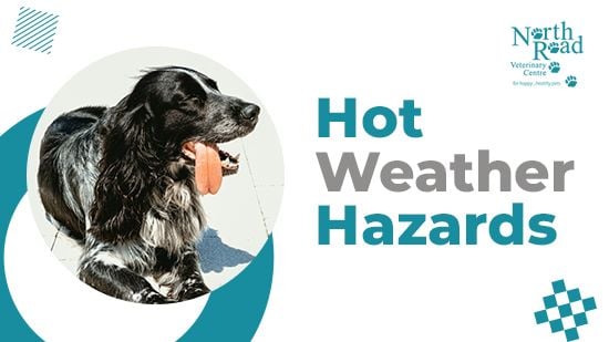 Hot Weather Hazards: How to Keep Your Dog Safe This Summer Hot Weather Hazards: How to Keep Your Dog Safe This Summer
